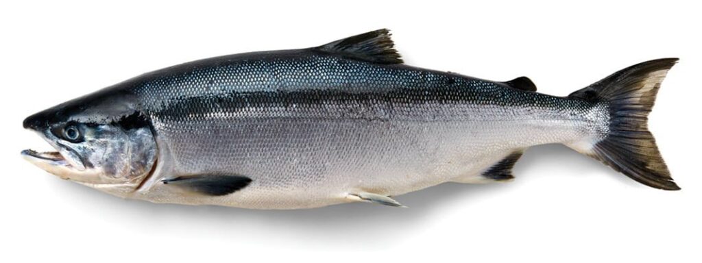 salmon1